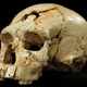Illustration for article titled Neanderthals Got Their Big Brains On Their Own